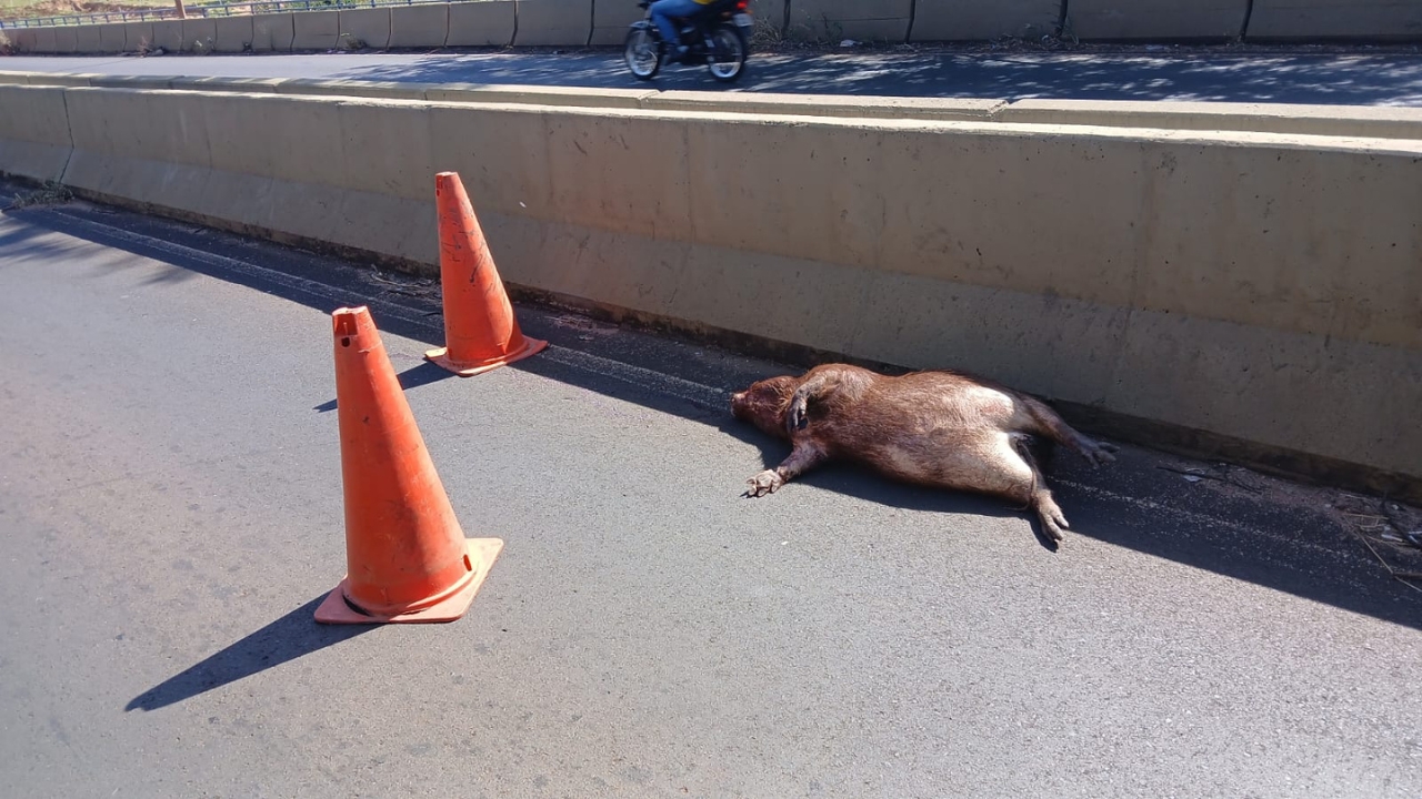 Capivara morta