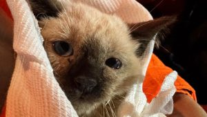 Filhote de gato resgatado