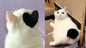 Gato com orelha de coração faz sucesso nas redes sociais.