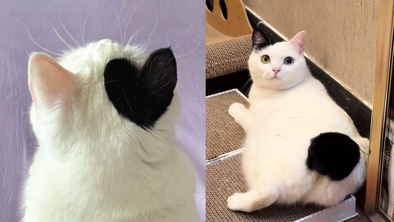 Gato com orelha de coração faz sucesso nas redes sociais.