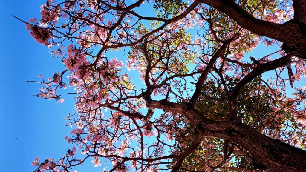 Ipês florescem e embelezam Uberlândia