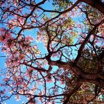 Ipês florescem e embelezam Uberlândia