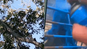 Homem é punido e macaco pintado de azul desaparece na mata