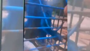macaco sendo pintado de azul