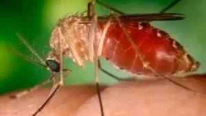 Transmissor da febre Oropouche