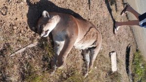 Onça-parda foi encontrada morta às margens da MG-188, e a suspeita é de que tenha sido vítima de atropelamento – Crédito: Reprodução / Redes Sociais