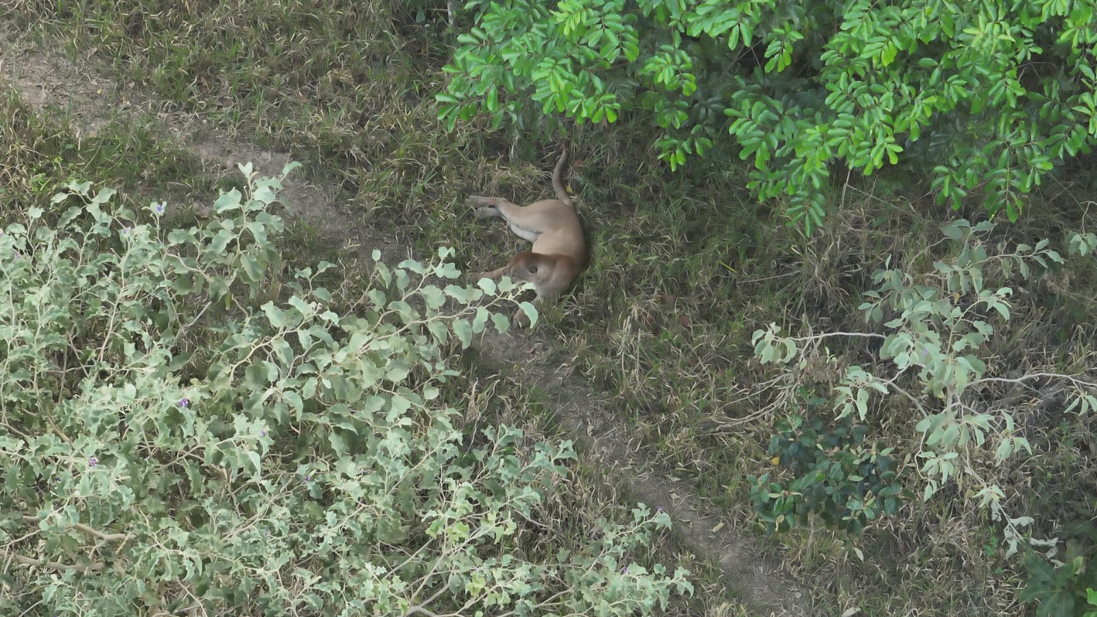onca-parda-resgatada-em-uberlandia Momento em que a onça-parda resgatada em Uberlândia retorna ao habitat natural