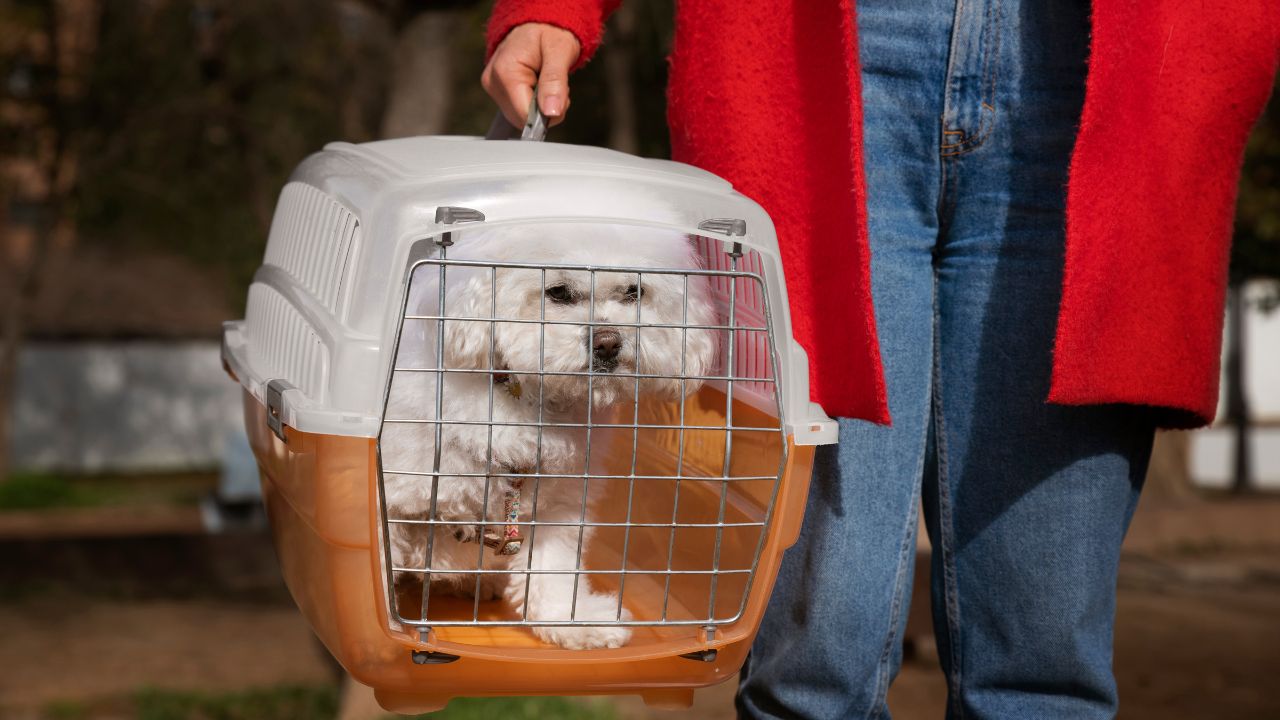 lei-de-trasporte-de-caes-e-gatos Cachorro em caixa de transporte segurada pelo dono