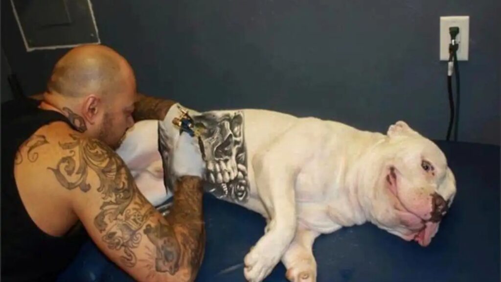 ova lei proíbe tatuagens e piercings em cães e gatos