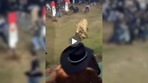 Touro invade arquibancada em Passos