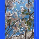 Ipês florescem e embelezam Uberlândia