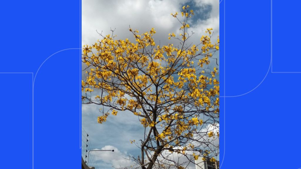 Ipês embelezam Uberlândia
