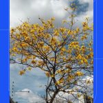 Ipês embelezam Uberlândia