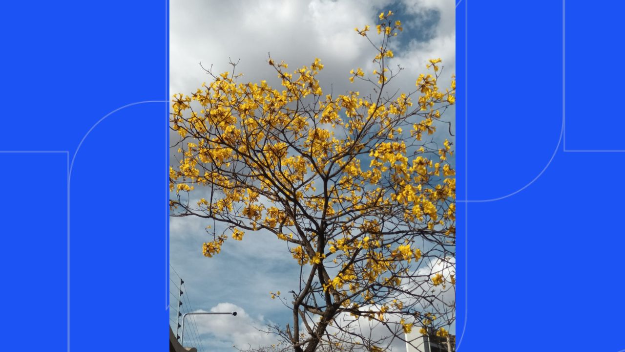 Ipês embelezam Uberlândia