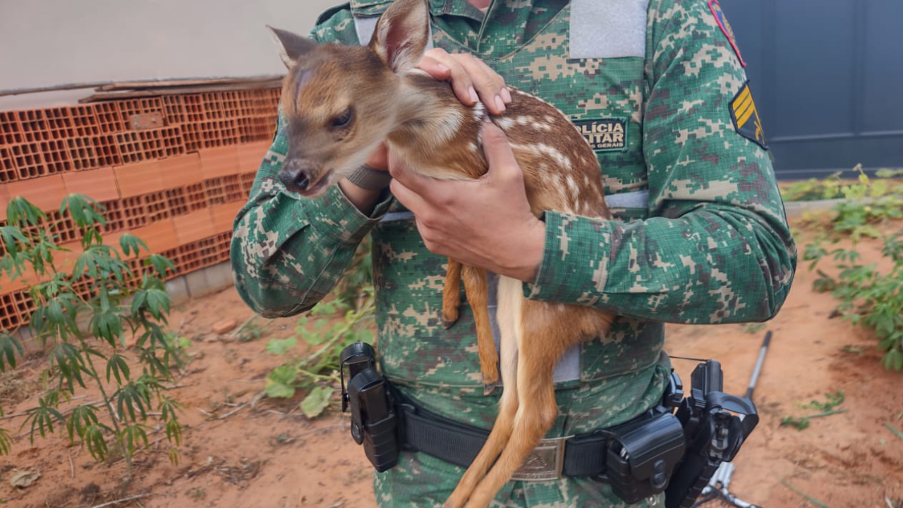 Veado-catingueiro nos braços de policial