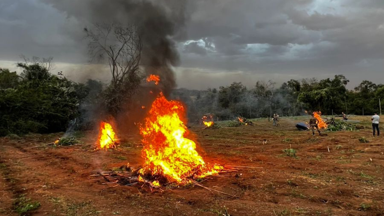 Cerca de 5 mil pés de maconha foram destruídos no local por meio de queima controlada