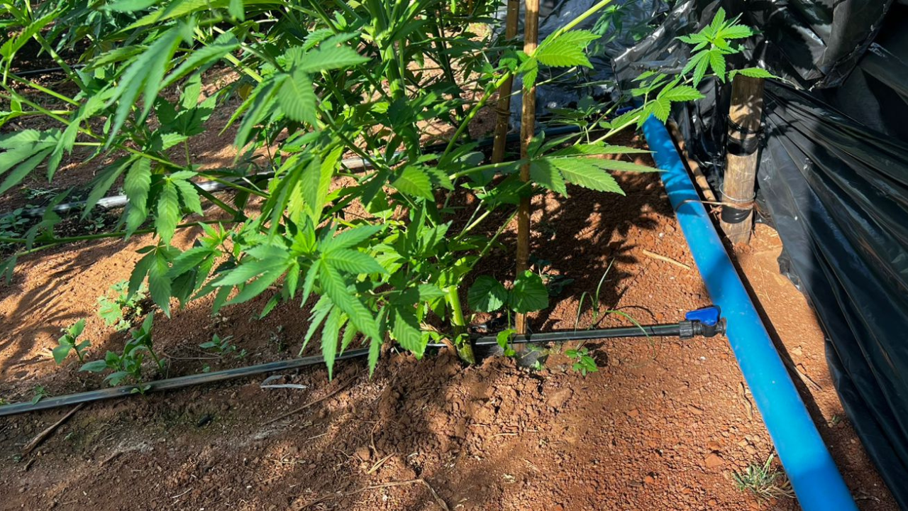 plantação com cerca de 6 mil pés de maconha