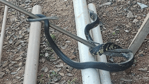 Bombeiros capturam cobra de 2 metros em área urbana de Araxá