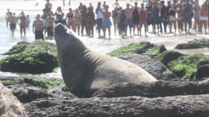 Elefante-marinho-do-sul aparece em praia de Piratininga, em Niterói
