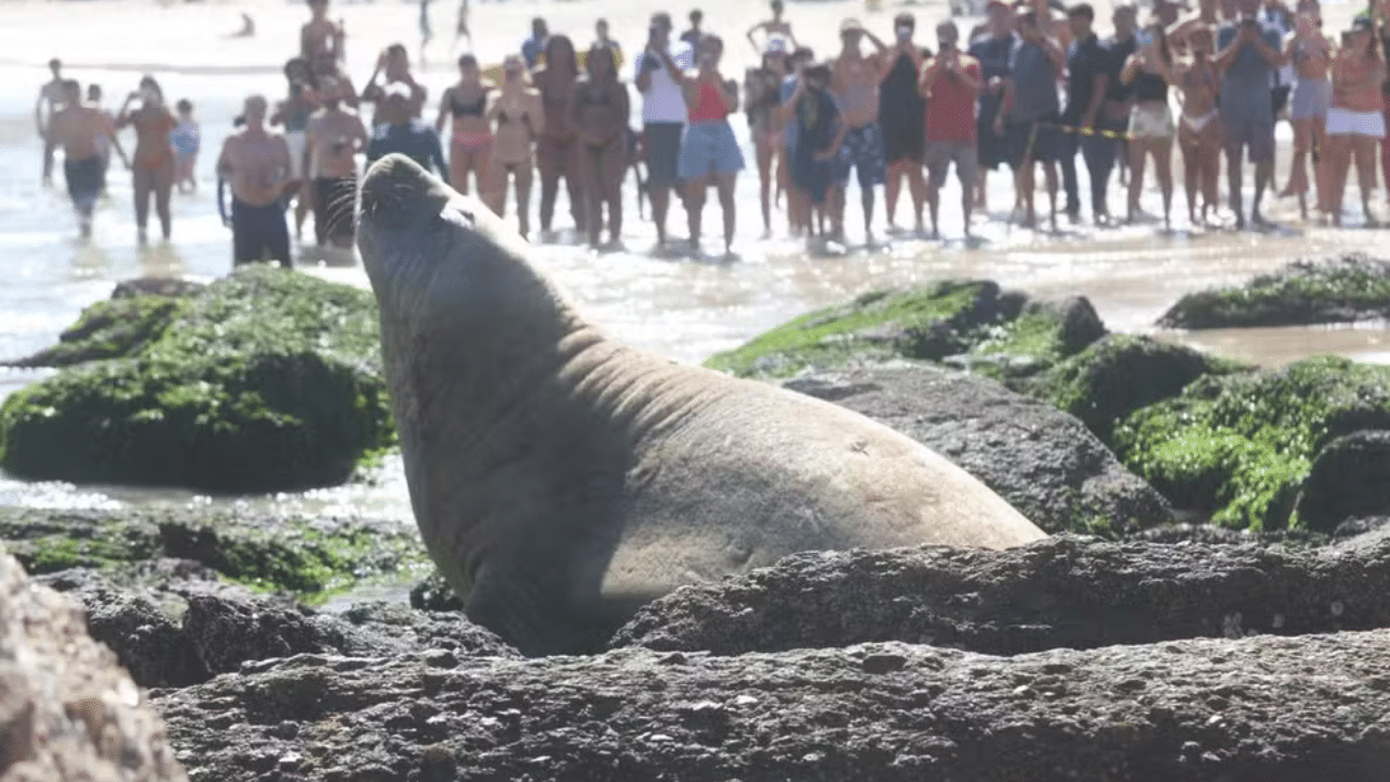 Elefante-marinho-do-sul aparece em praia de Piratininga, em Niterói