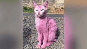 Gata é resgatada após ser pintada de rosa com tinta tóxica em Araxá