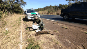 Jaguatirica é encontrada morta e levada para analise na UFU, em Uberlândia