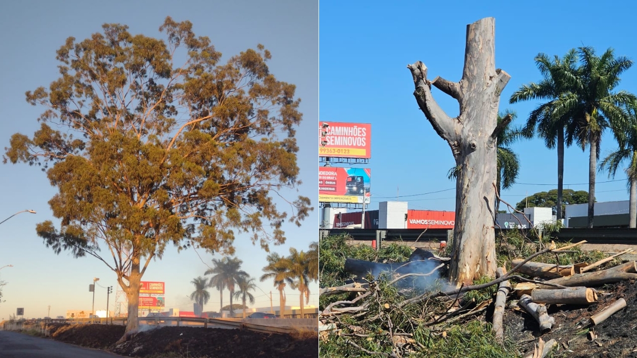Eucalipto de 30 anos é cortado em Uberlândia Eucalipto de 30 anos é cortado em Uberlândia
