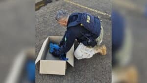 Polícia Rodoviária Federal durante resgate de arara-azul em Uberlândia
