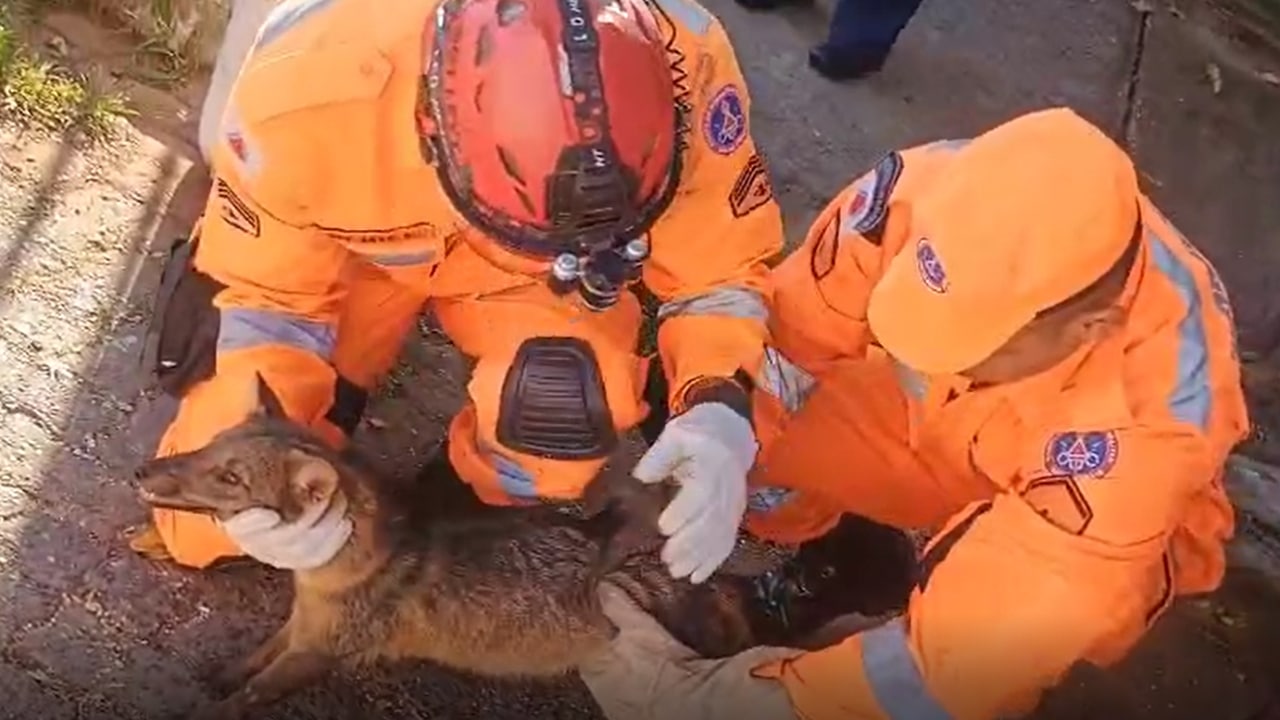 Raposa ferida é retirada debaixo do carro por bombeiros após atropelamento em Uberlândia