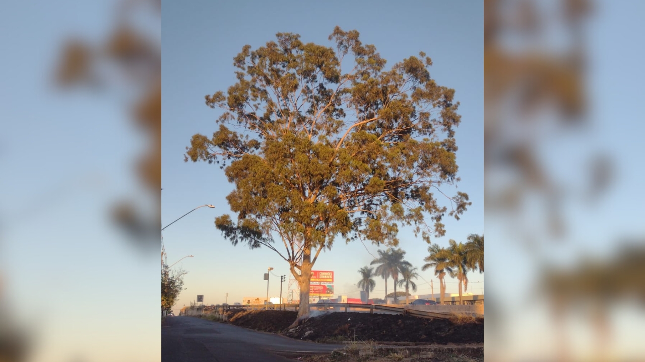 Eucalipto de 30 anos é cortado em Uberlândia Eucalipto de 30 anos é cortado em Uberlândia
