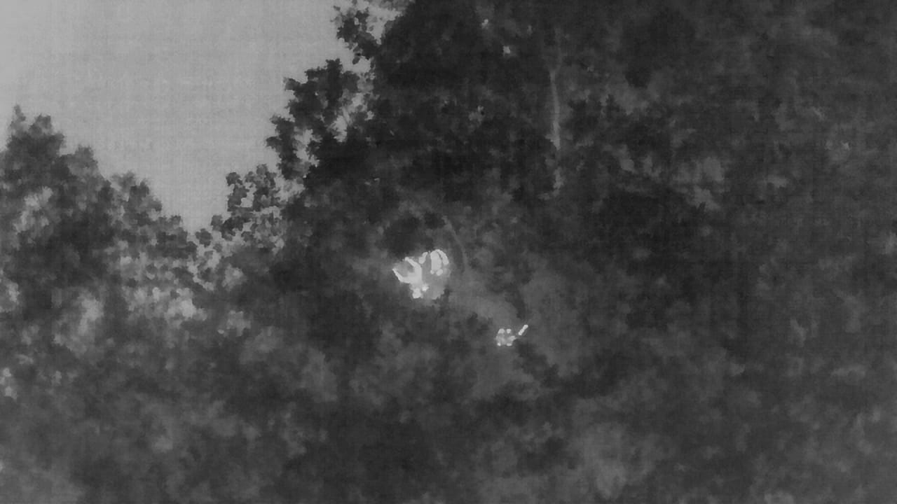 Drone dos bombeiros localiza jovens perdidos na mata em Uberlândia