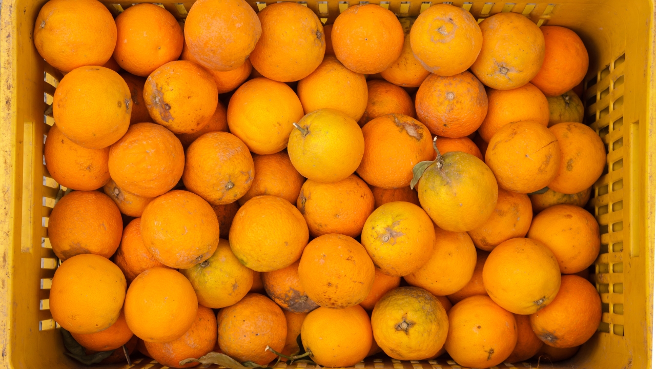 laranjas laranjas