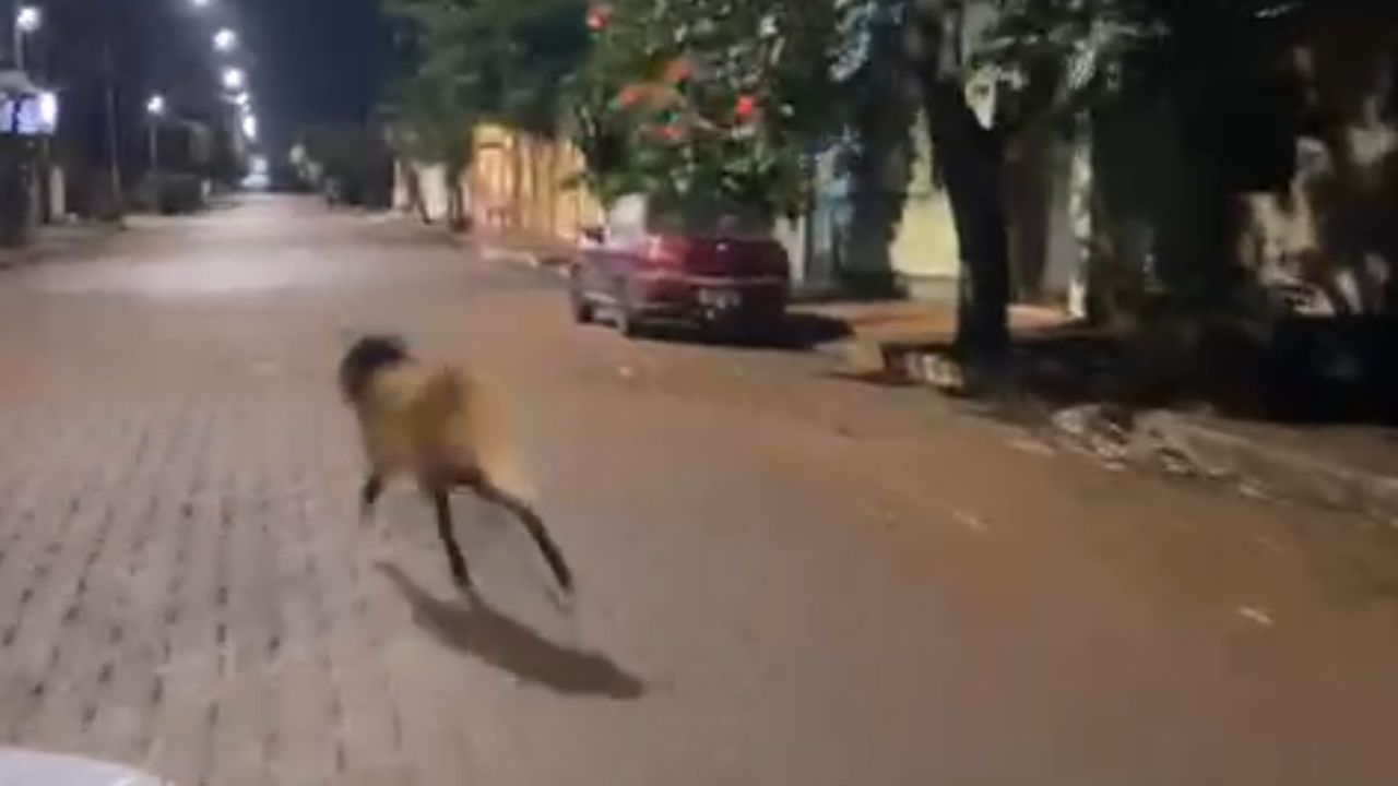Lobo-guará correndo em ruas no Triângulo Mineiro