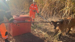 Lobo-guará sendo resgatado por Bombeiros