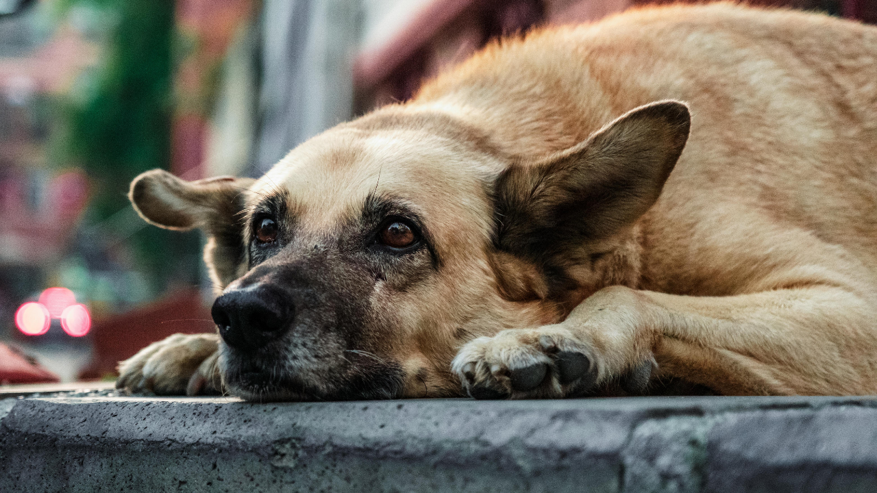 Justiça determina medidas contra abandono e maus-tratos de animais em Uberlândia