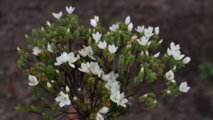 Microlicia cangae, nova espécie de planta