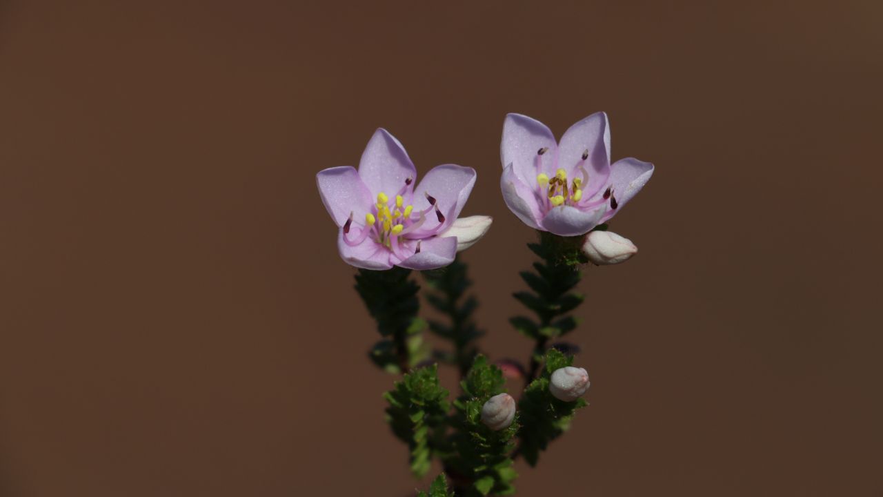Microlicia cangae, nova espécie de planta