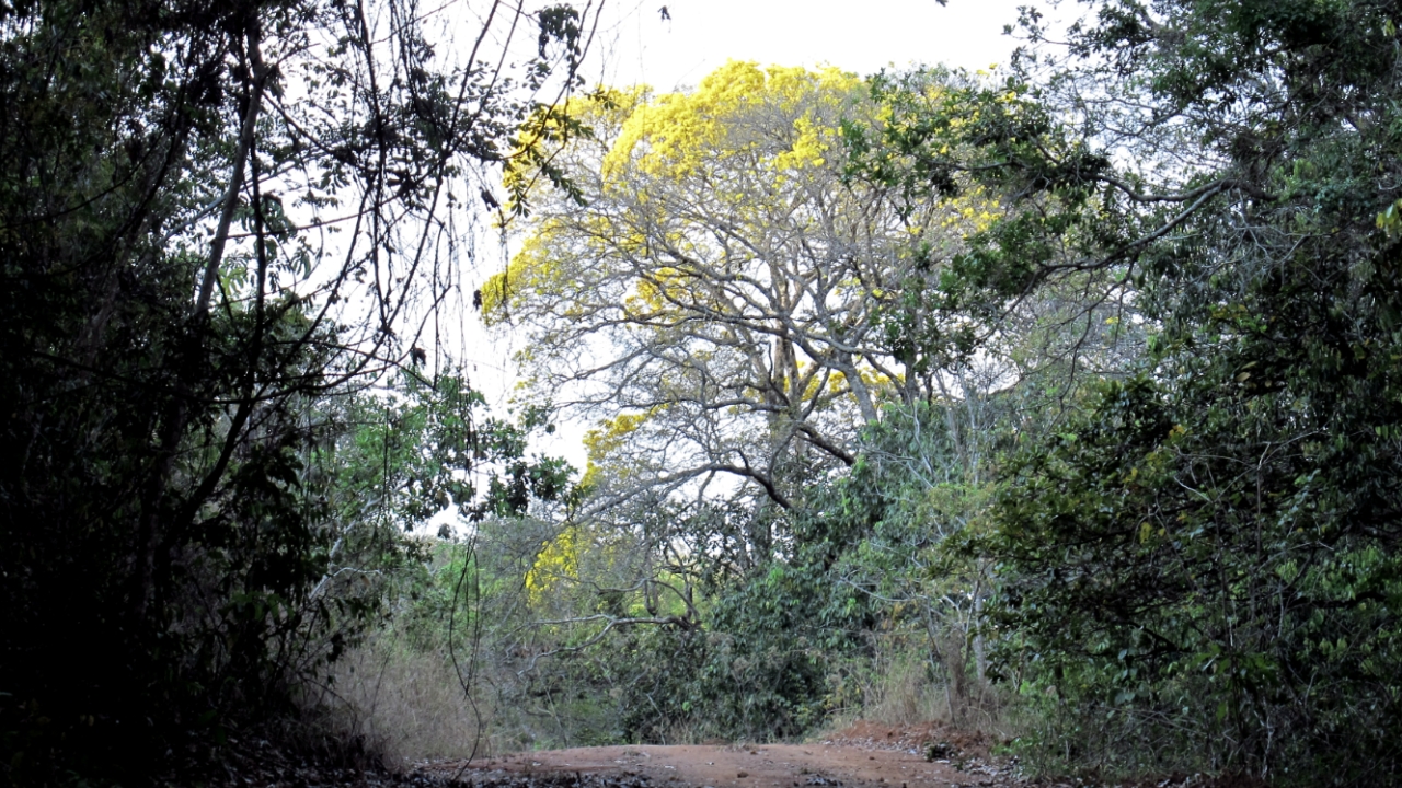 Pau Furado Pau Furado