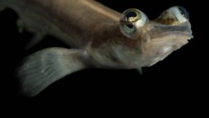 Tralhoto, conhecido como peixe quatro olhos