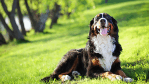 Pensão alimentícia para cachorros
