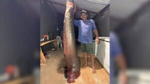 PIRARUCU GIGANTE