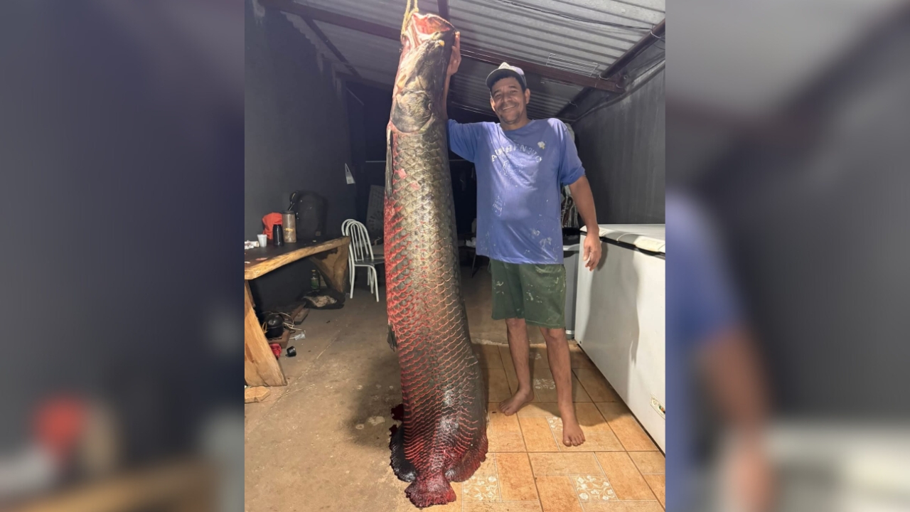 PIRARUCU GIGANTE