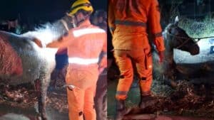 bombeiros resgatam égua