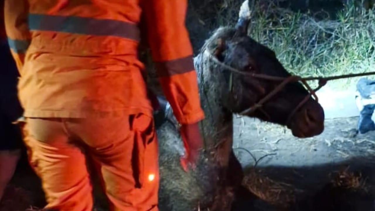 Égua resgatada de cisterna por bombeiros na zona rural de Araguari