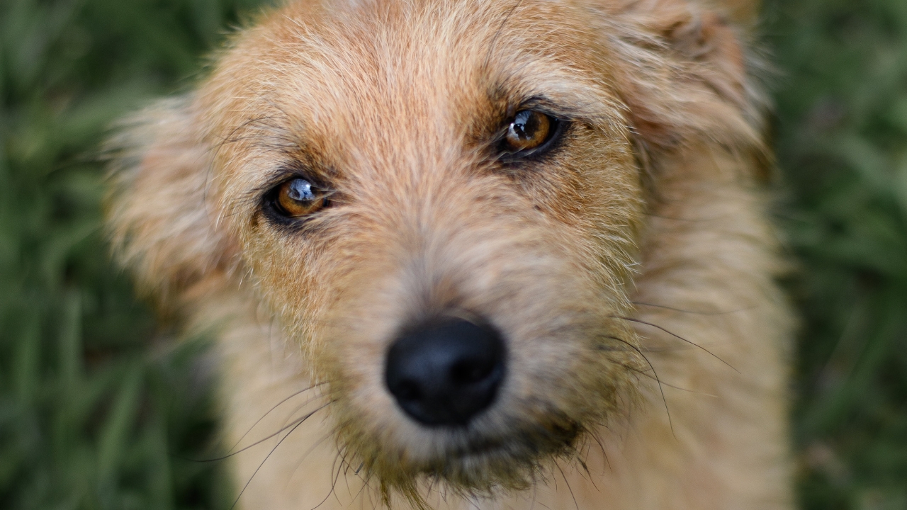 Projeto de lei propõe enterro de pets em túmulos de cemitérios públicos em Uberlândia