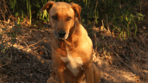 Minas Gerais intensifica ações pelo bem-estar animal com campanha Agosto Caramelo