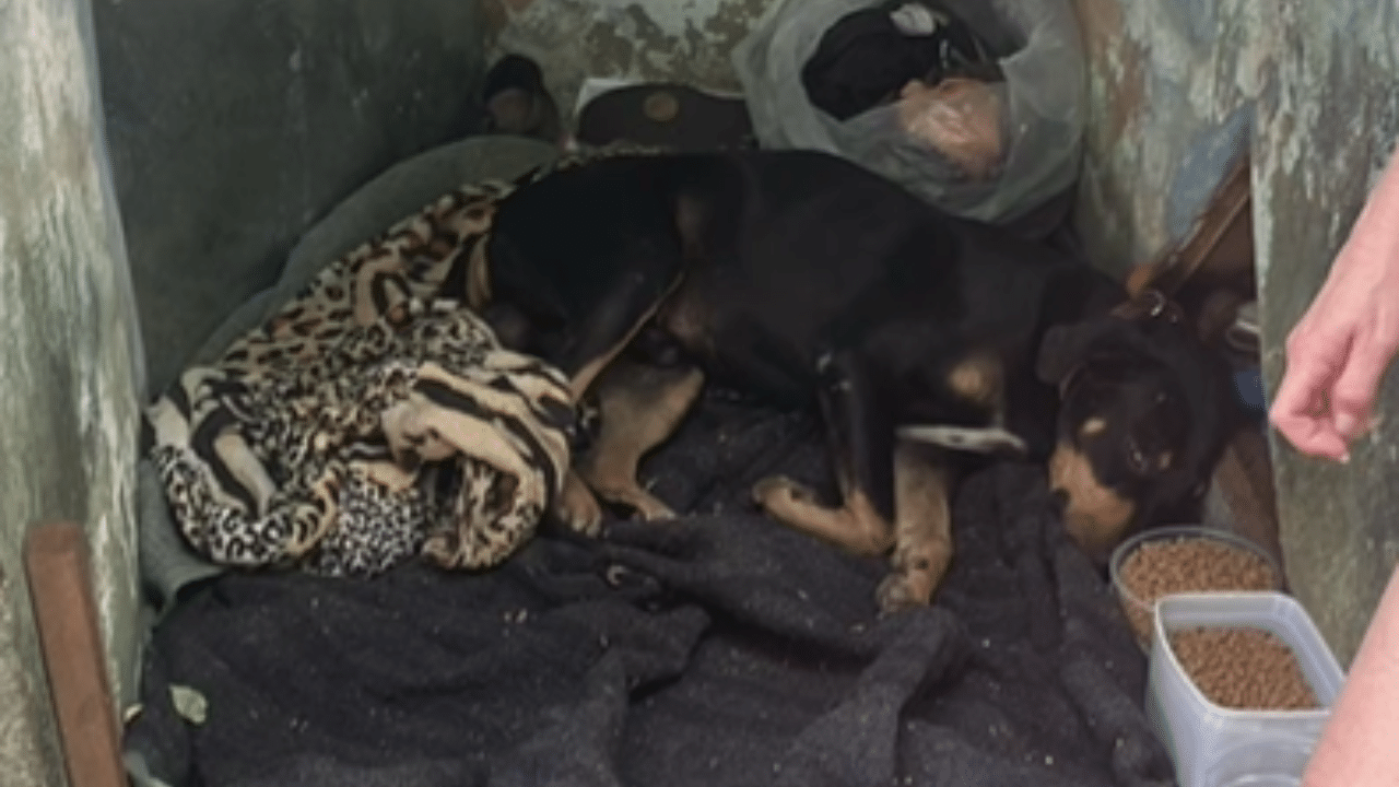 Cachorro que presenciou tutor ser esfaqueado em Uberlândia é resgatado por ONG
