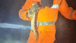Cobra jiboia é resgatada por bombeiros em combate a incêndio em área rural de Uberaba