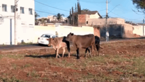 Manada de gado é flagrada em avenidas movimentadas do Umuarama