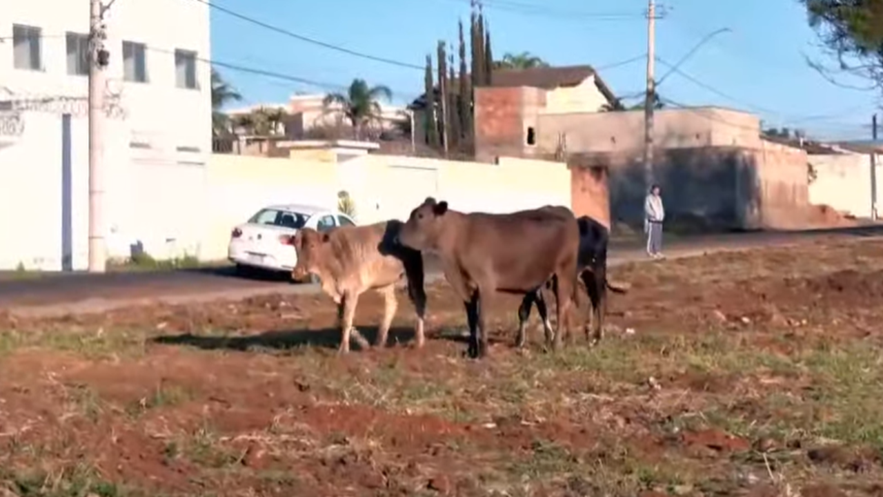 Manada de gado é flagrada em avenidas movimentadas do Umuarama